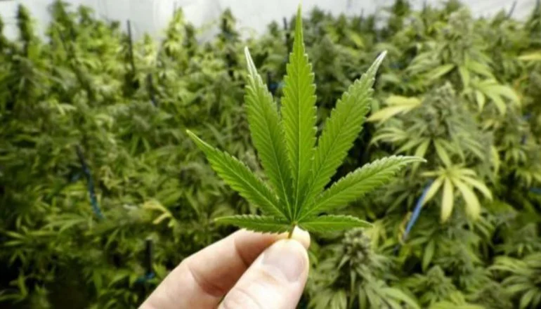 Cannabis: el potencial de una industria sin límites para Argentina