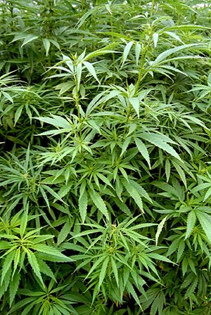 Genero Cannabis