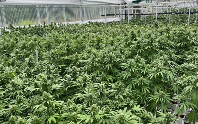CBD -THC