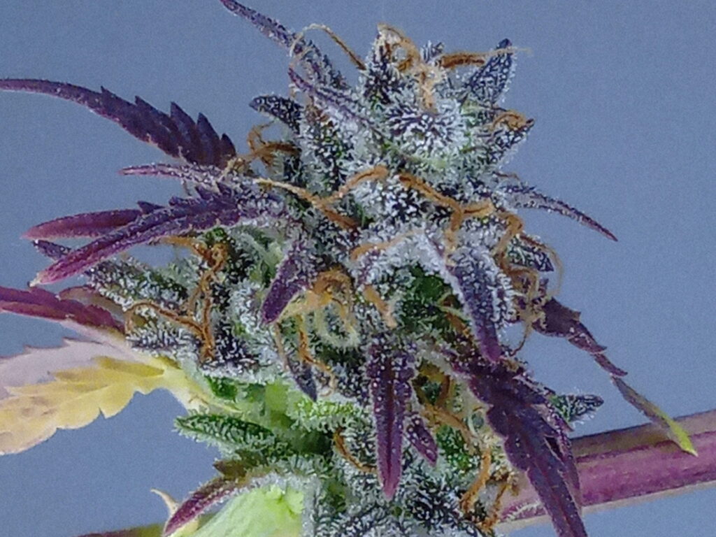 cannabinoides “menores” pueden ayudar a combatir el cáncer