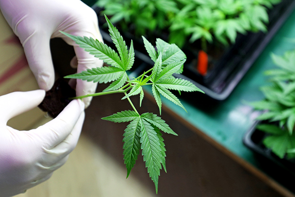 Cannabis: el Gobierno legalizó la compra de semillas para cultivos con fines medicinales