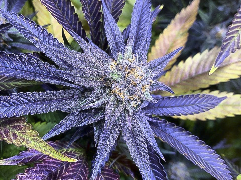 Hojas moradas: por qué aparecen en el cultivo
