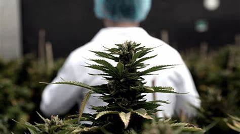 Una Ley que colabora el cultivo