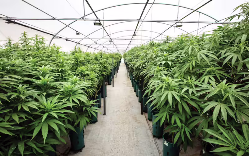 Revolución industrial Verde: el cannabis crece como negocio en la Argentina,