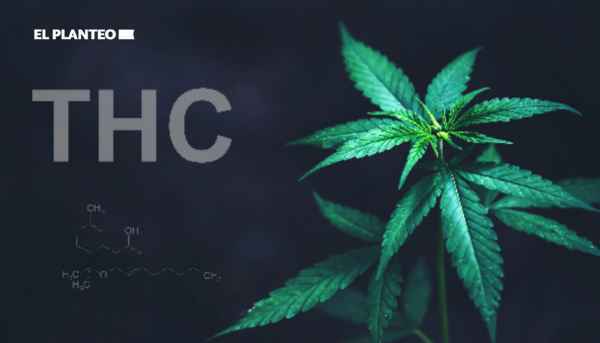THC información básica