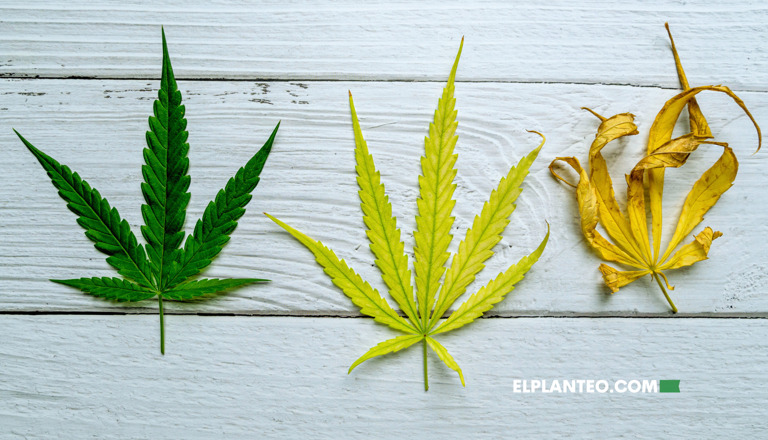 Hojas Amarillas en la Marihuana: Cómo Tratarlas en Vegetativo y Prevenirlas en Floración