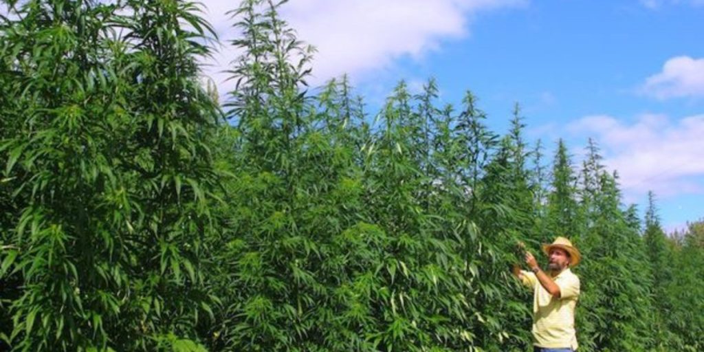 Sativa