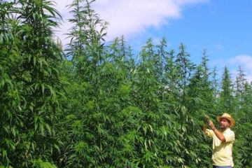 Sativa