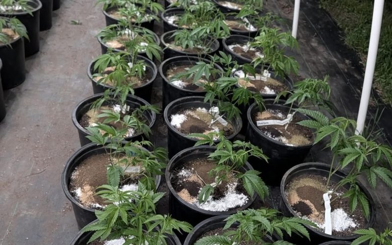 REPROCANN habilitaciones automáticas