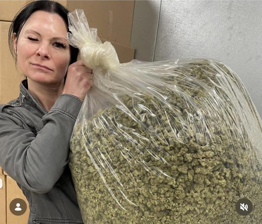 En la búsqueda de la producción cannabis