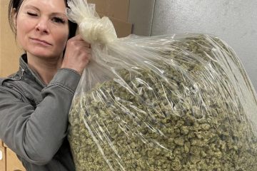 En la búsqueda de la producción cannabis