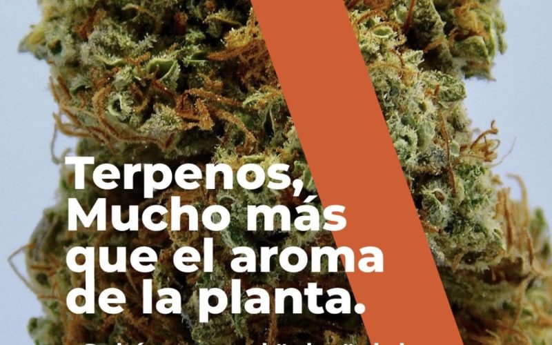Terpenos lo que desconocías
