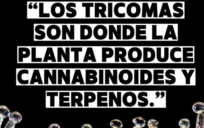 Tricomas, que es?