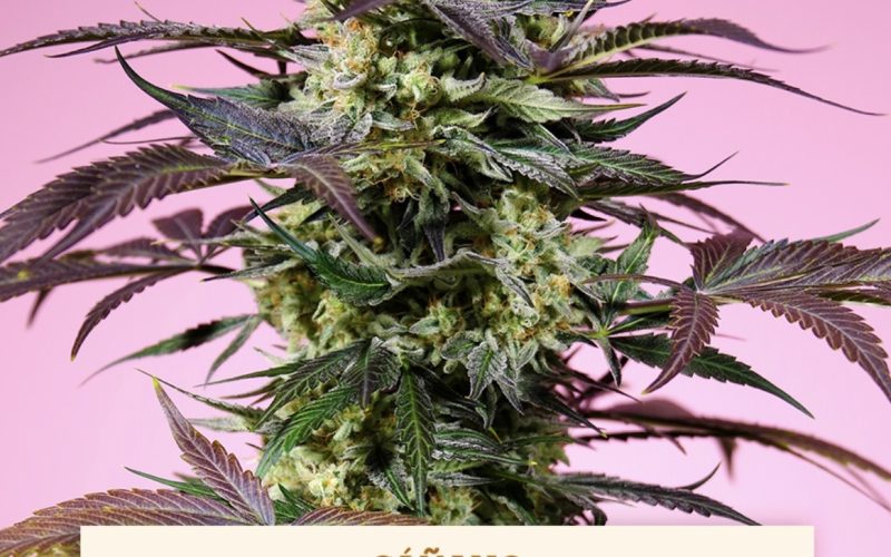 Guia de variedades Mariguana