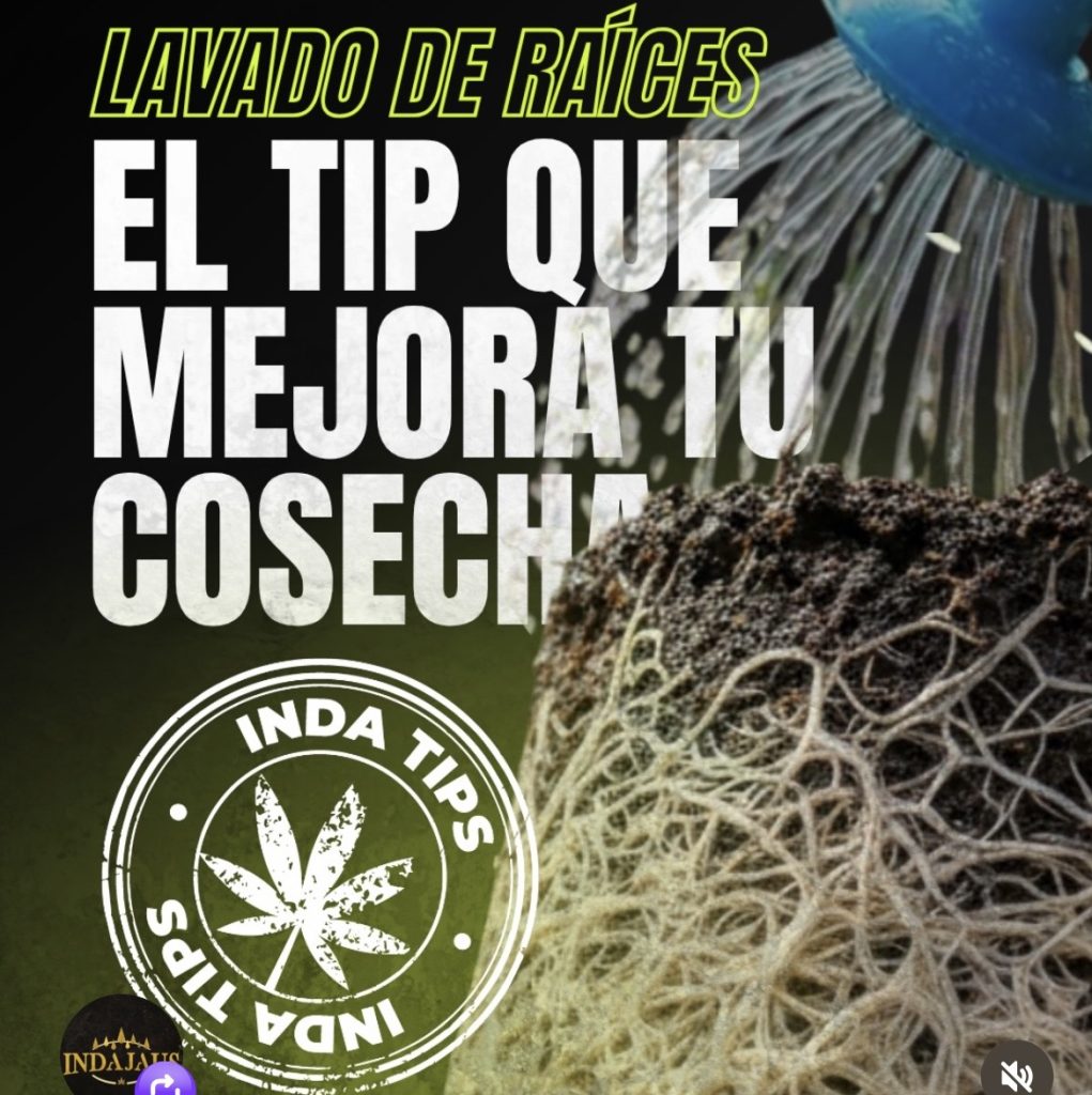 Tips sobre cultivo cannabis