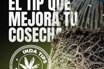 Tips sobre cultivo cannabis
