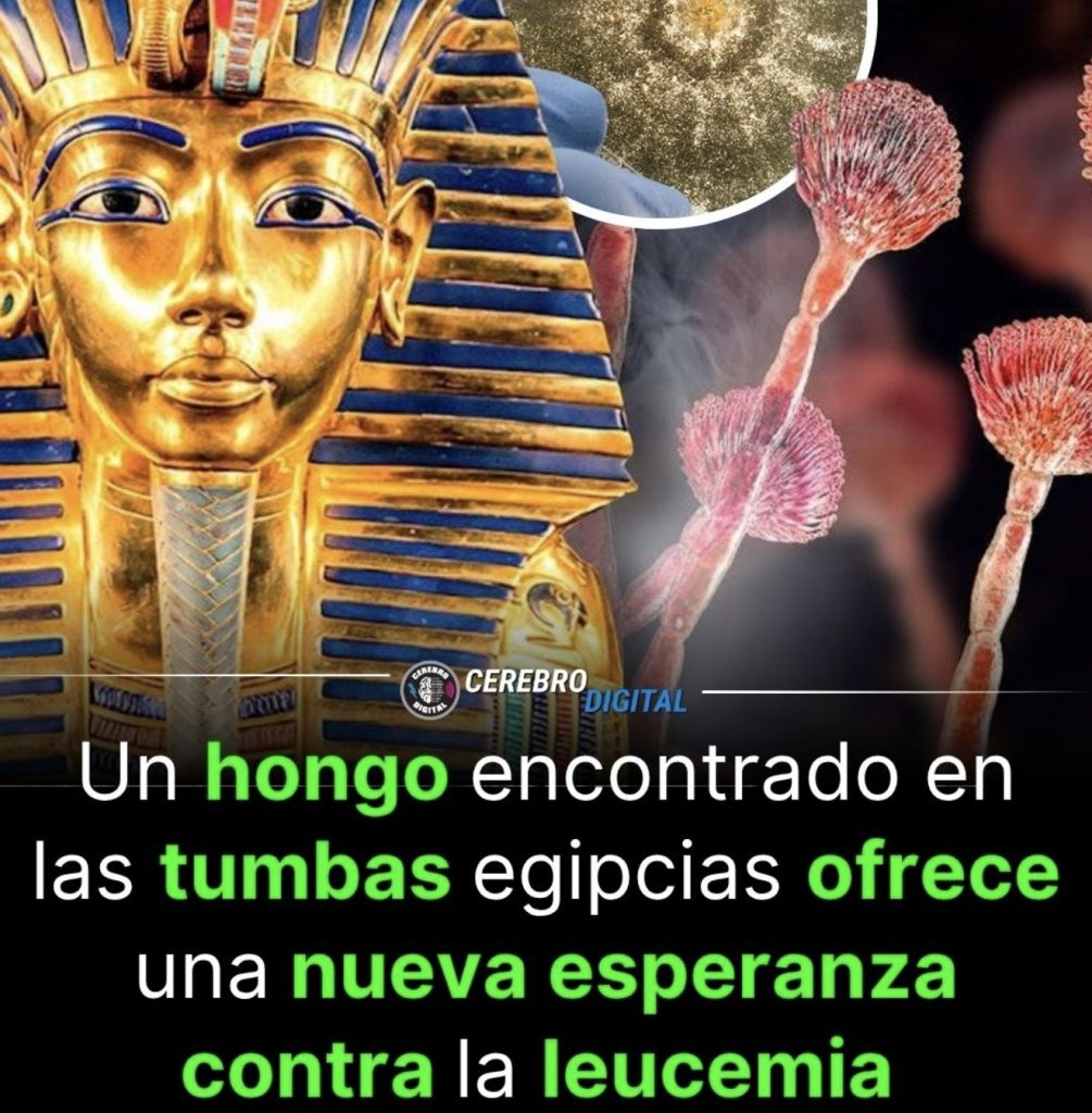 Un nuevo Hongo egipcio