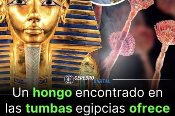 Un nuevo Hongo egipcio