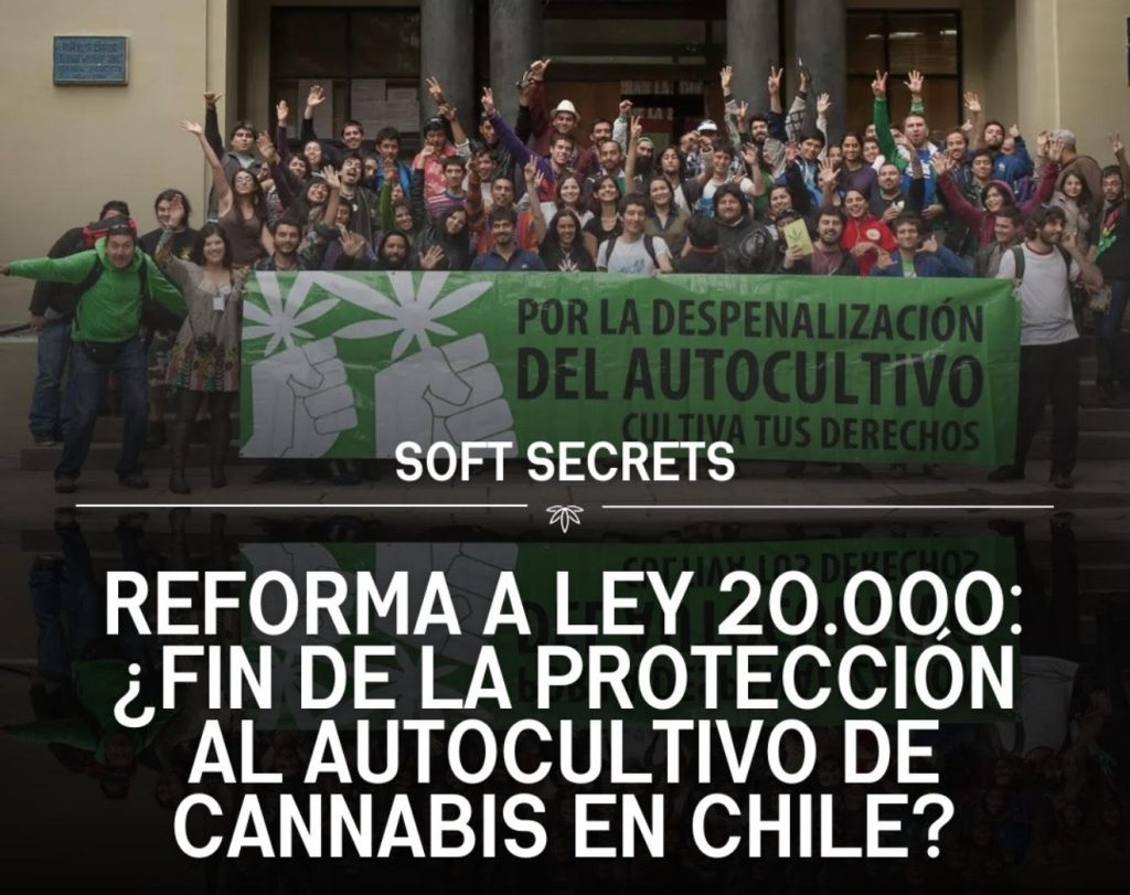 Chile mas activista que nunca en cannabis