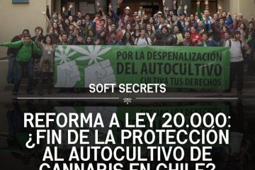 Chile mas activista que nunca en cannabis