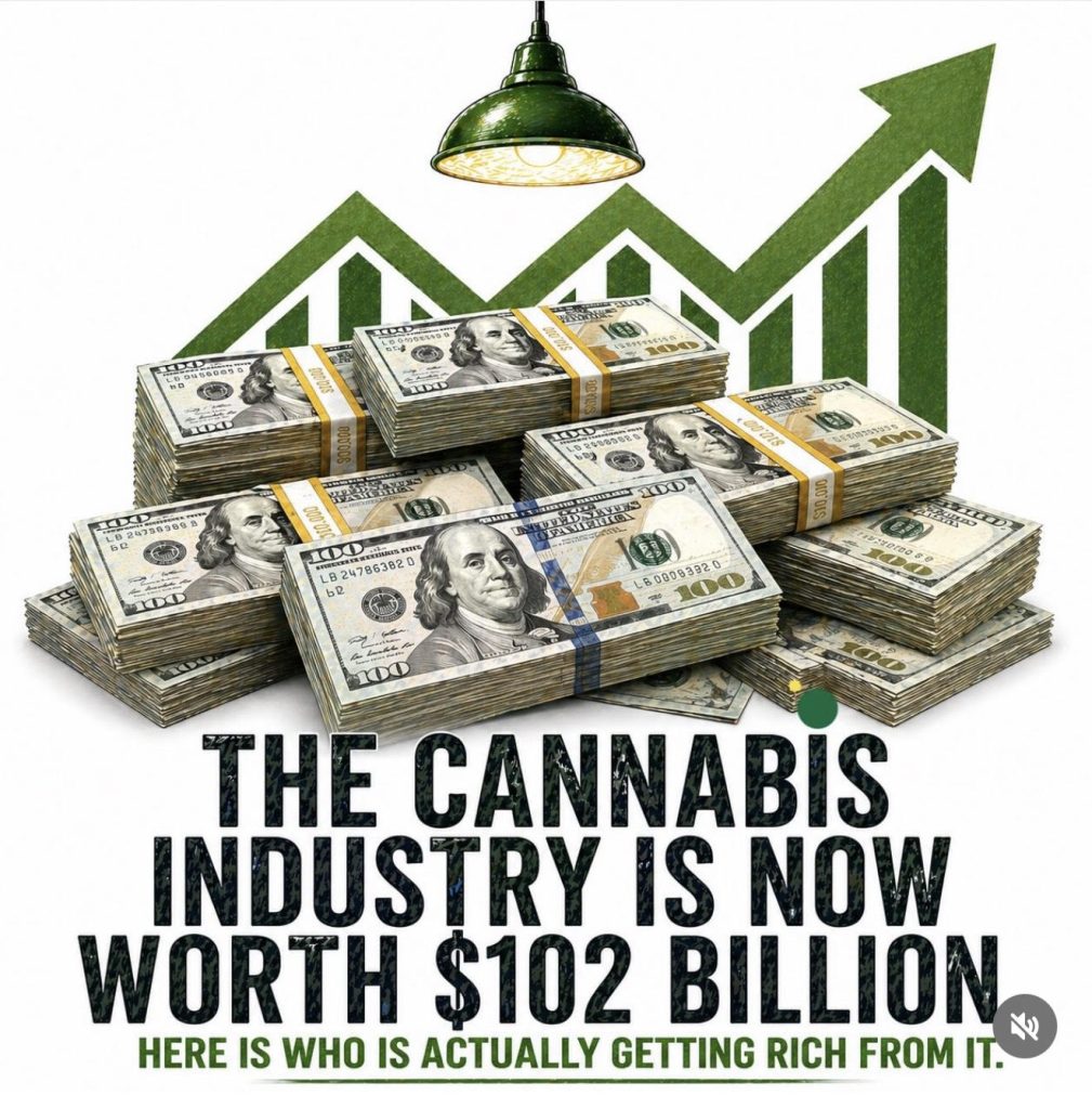 Estados Unidos record de cannabis