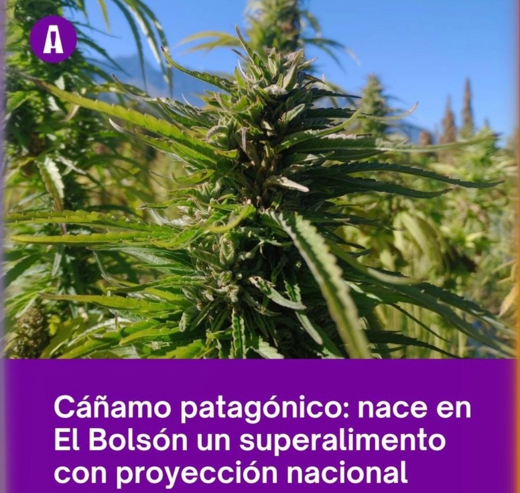 Patagonia y el cannabis