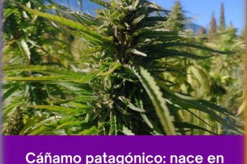 Patagonia y el cannabis