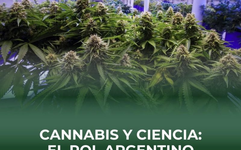 Argentina y el cannabis