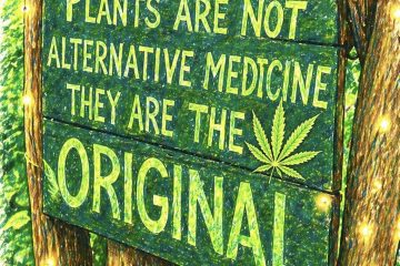 Cannabis la planta con mas beneficios