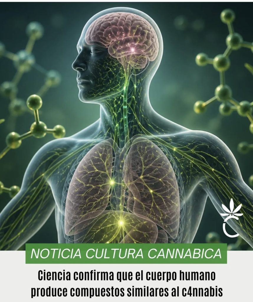 El Humano y el cannabis