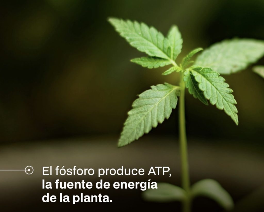Fosforo en el cultivo