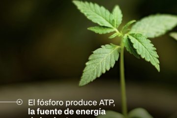 Fosforo en el cultivo