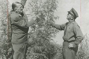 Década del 20 con el cannabis