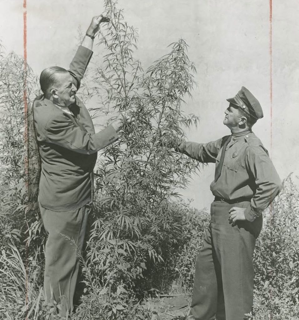 Década del 20 con el cannabis