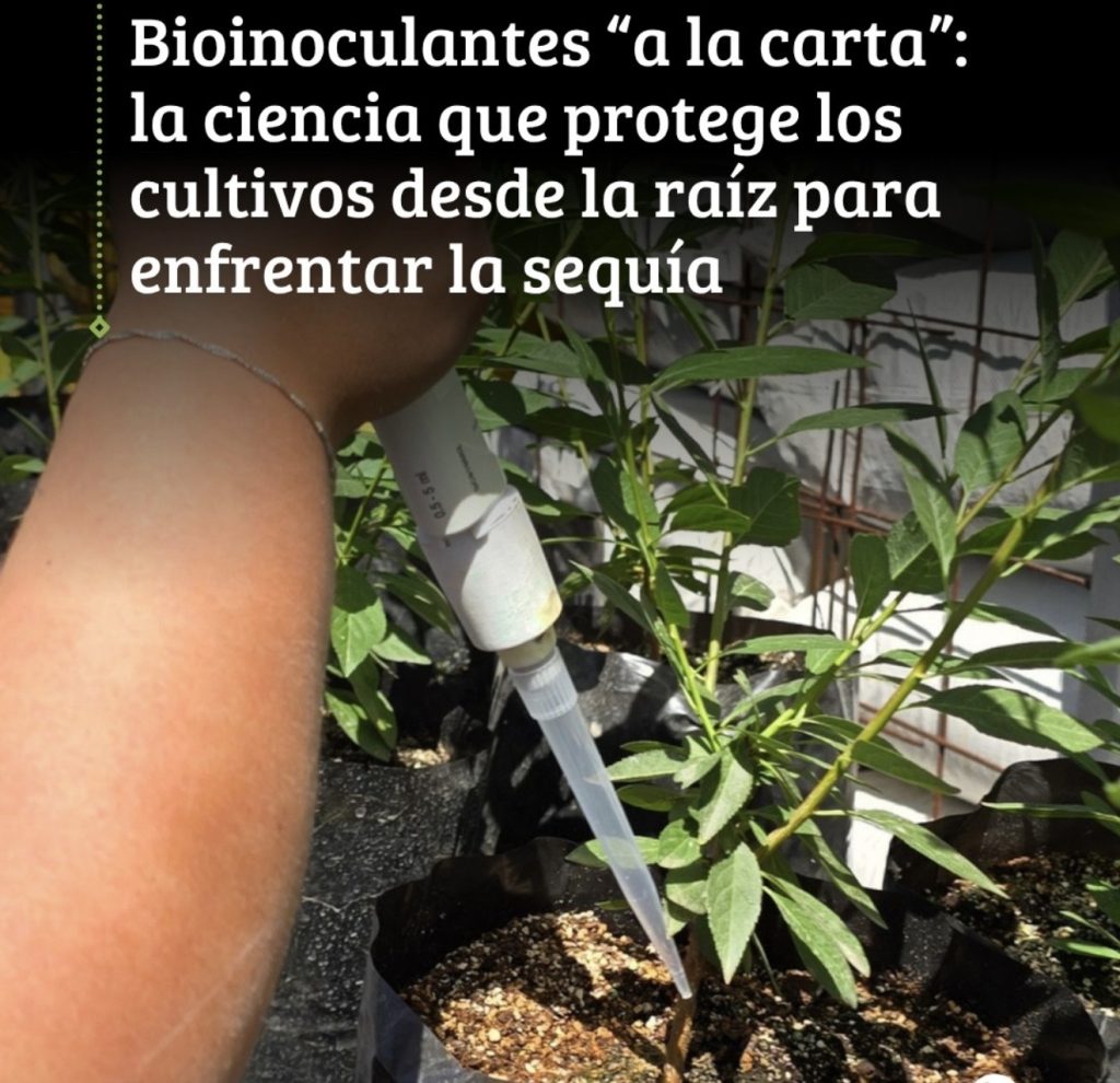 Bioinoculantes