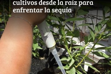 Bioinoculantes