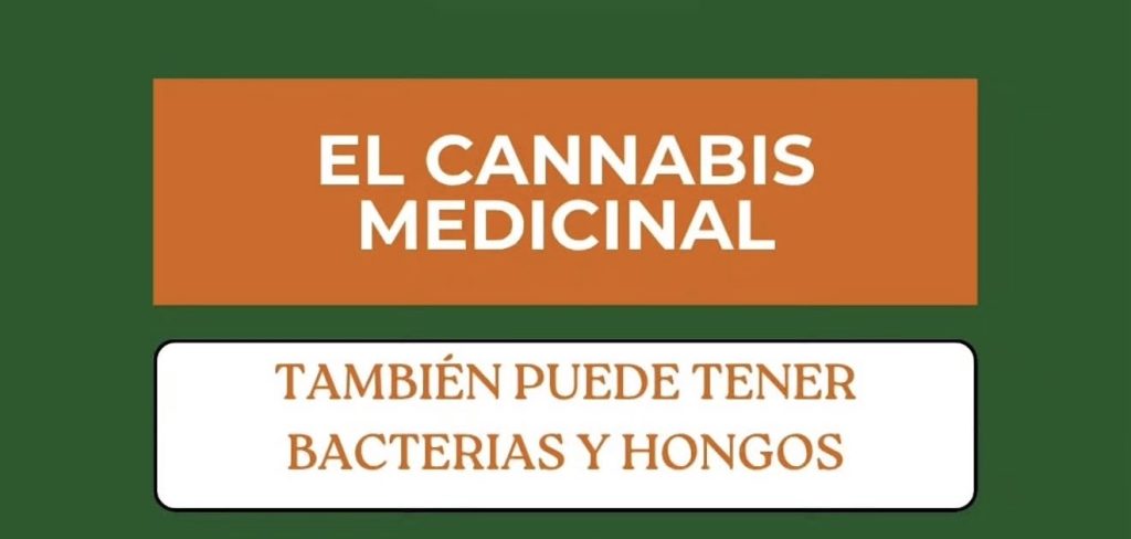 Bacterias y el cannabis
