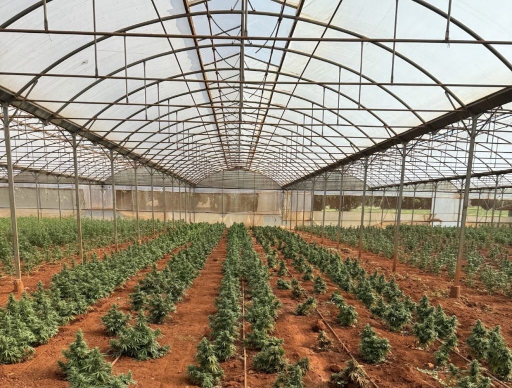 Crecimiento imparable del cannabis