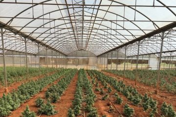 Crecimiento imparable del cannabis