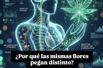 Reacción del cannabis