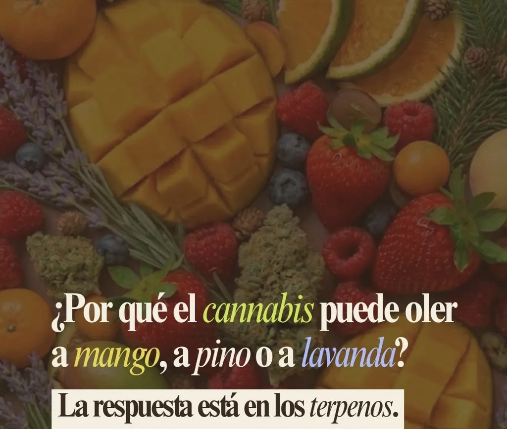 Olores en el cannabis