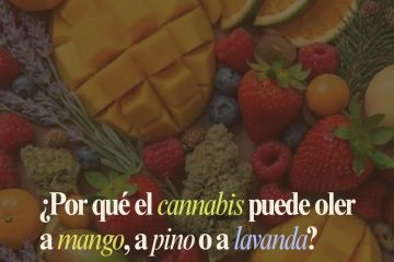 Olores en el cannabis