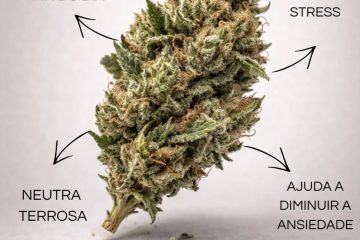 Cannabis y salud