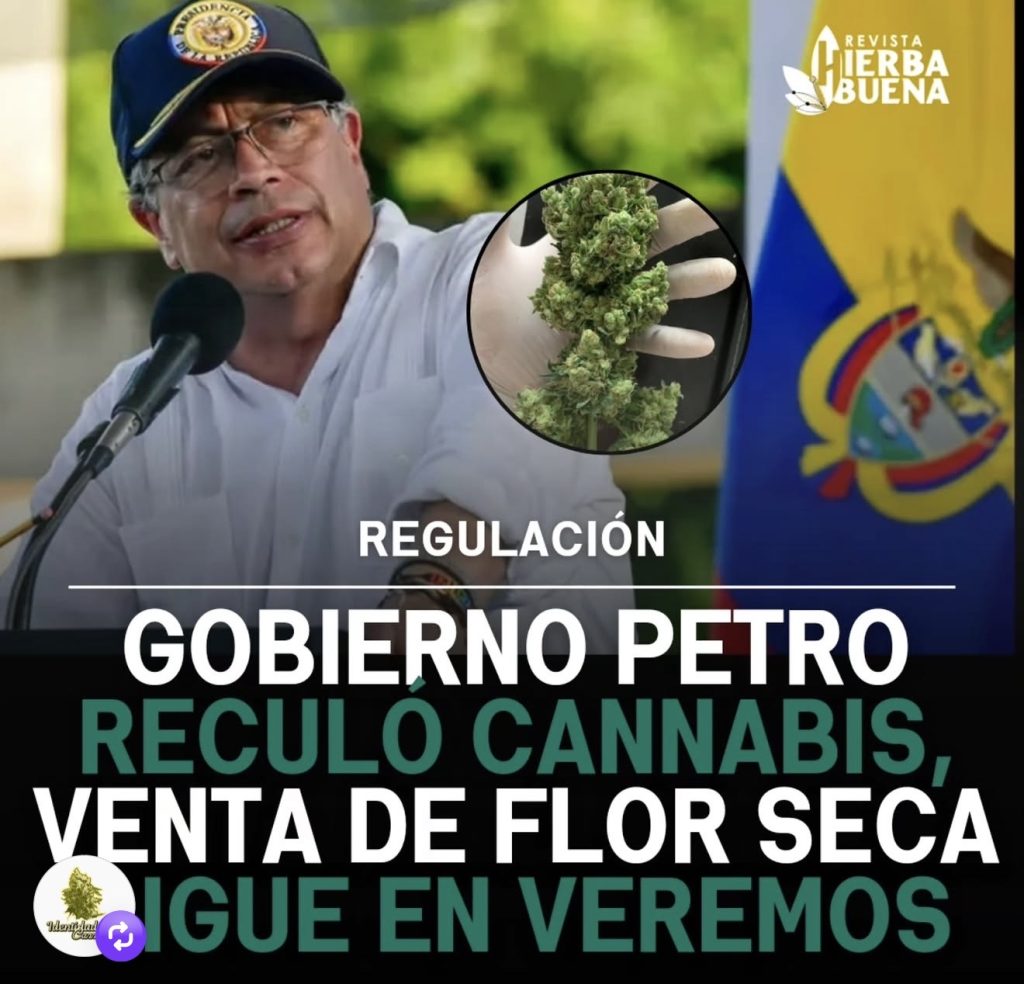 Flor seca cannabis en Colombia