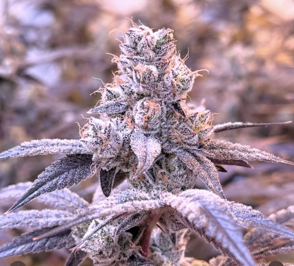 Mejor flor