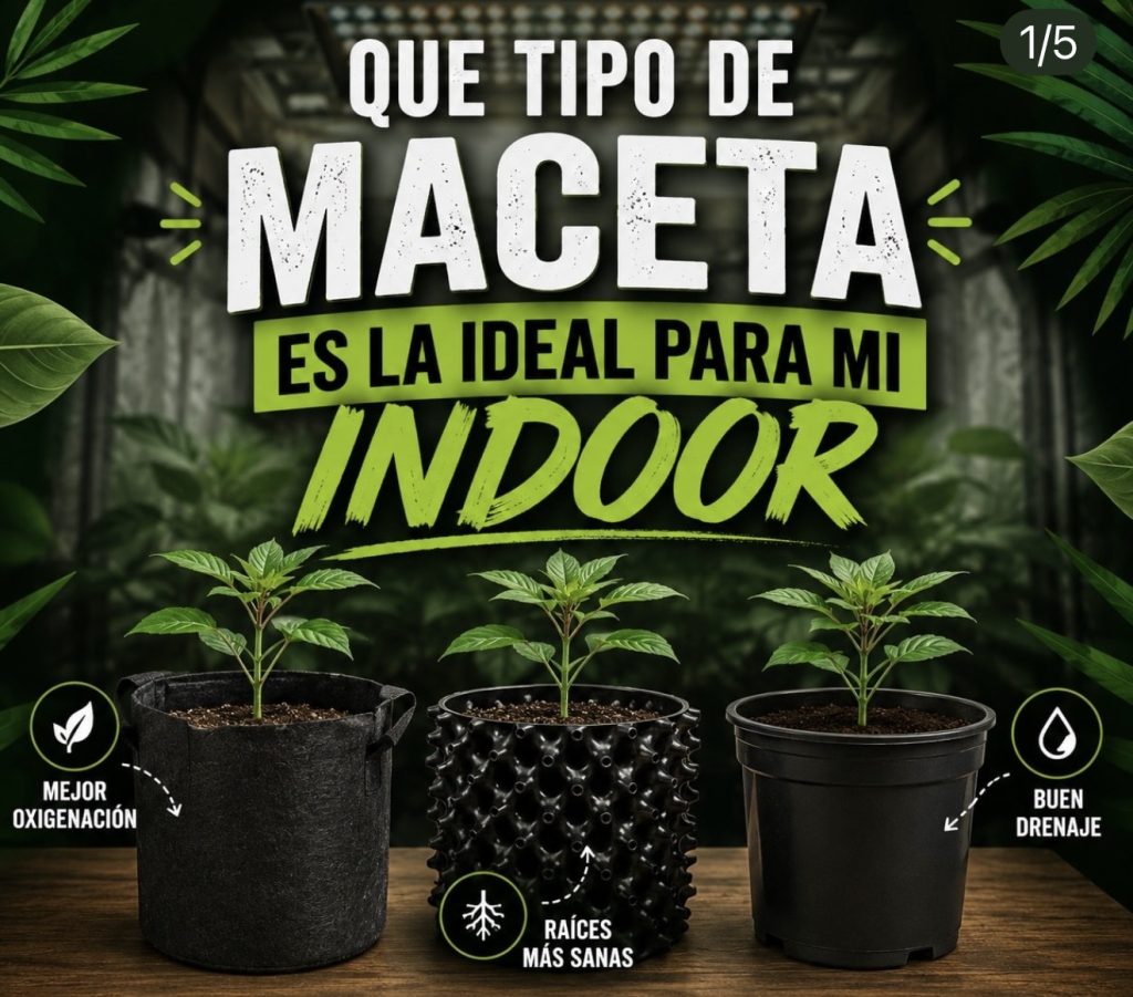 Macetas del cannabis