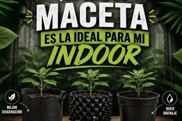 Macetas del cannabis