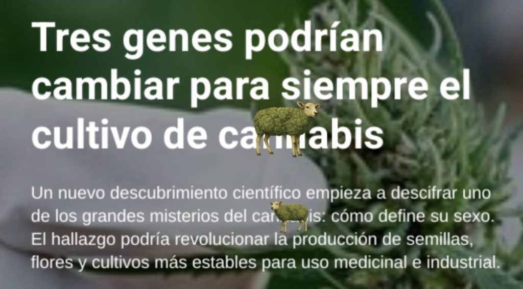 Genes de cambio en el cannabis