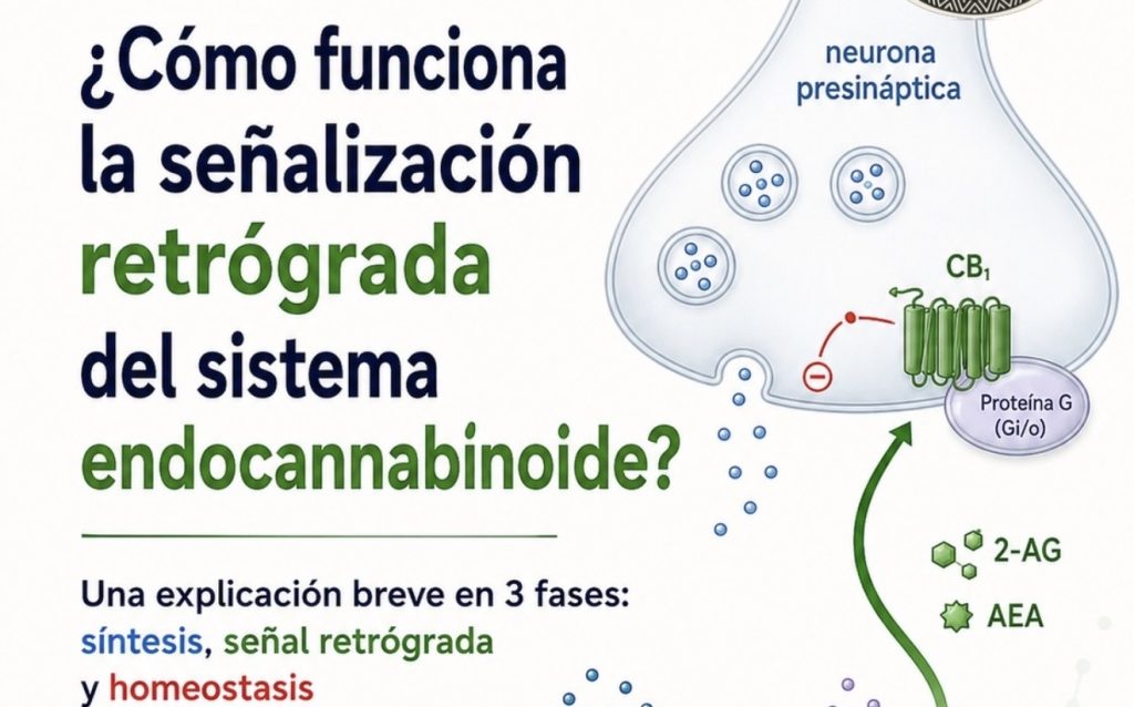 Información valiosa del cannabis
