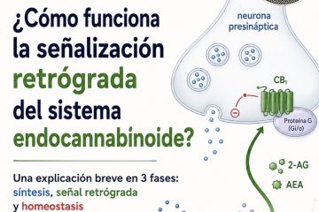 Información valiosa del cannabis